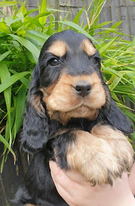 original?tenant=vbu-digital