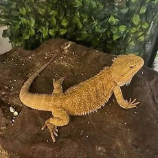 Inland Bearded Dragon
