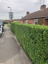 Hedge After Trimming