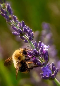 A bumble bee enjoying lavender at The Lavender Field