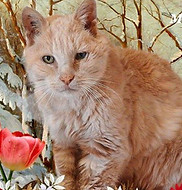 Photo Pensionnaire de chez Chat Pacha Hotel