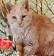 Photo Pensionnaire de chez Chat Pacha Hotel