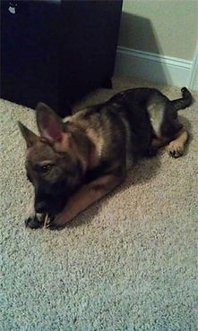 V Diamondburg german shepherd puppy