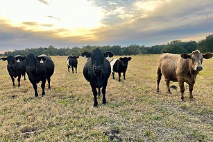 Brangus herd