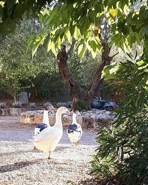 original?tenant=vbu-digital