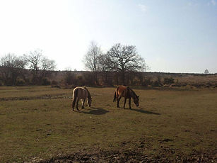New Forest, Hampshire & Wiltshire, UK