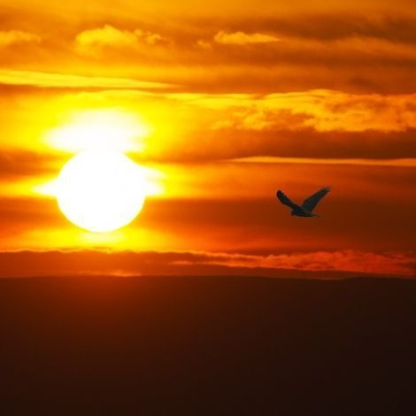 Marsh Harrier at Sunset
