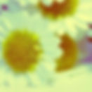 photo of daisys