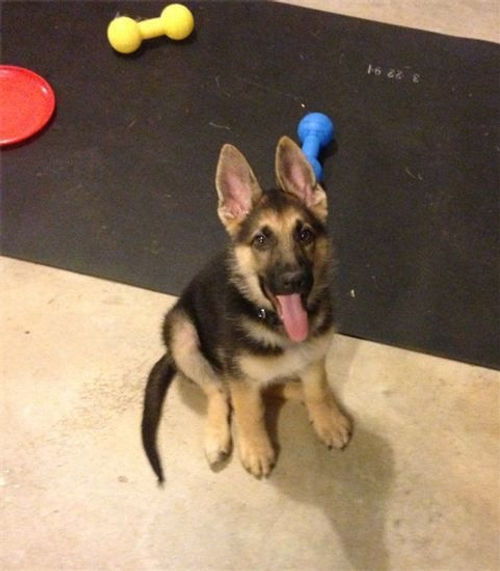 V Diamondburg german shepherd puppy