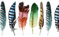 4 Colorful Feathers