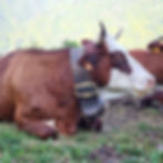 original?tenant=vbu-digital