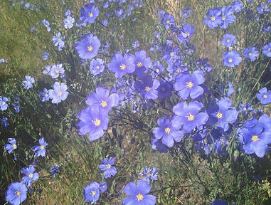 Blue Flax wild flowers