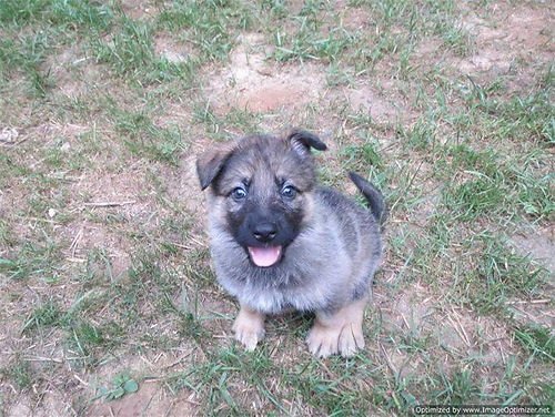 V Diamondburg german shepherd puppy