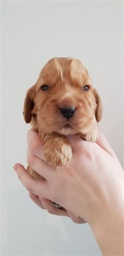 original?tenant=vbu-digital