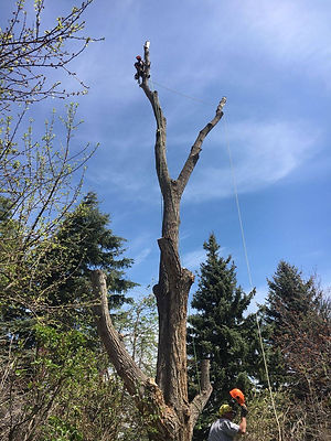 Denver tree removal