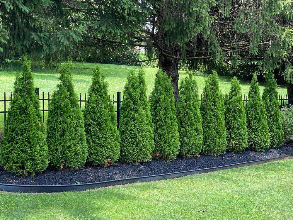 Landscaped privacy trees