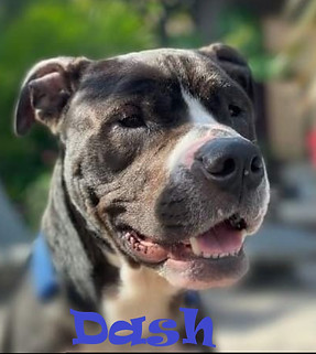Dash - black and white mixed breed dog