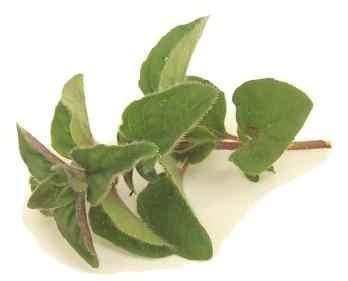 Oregano