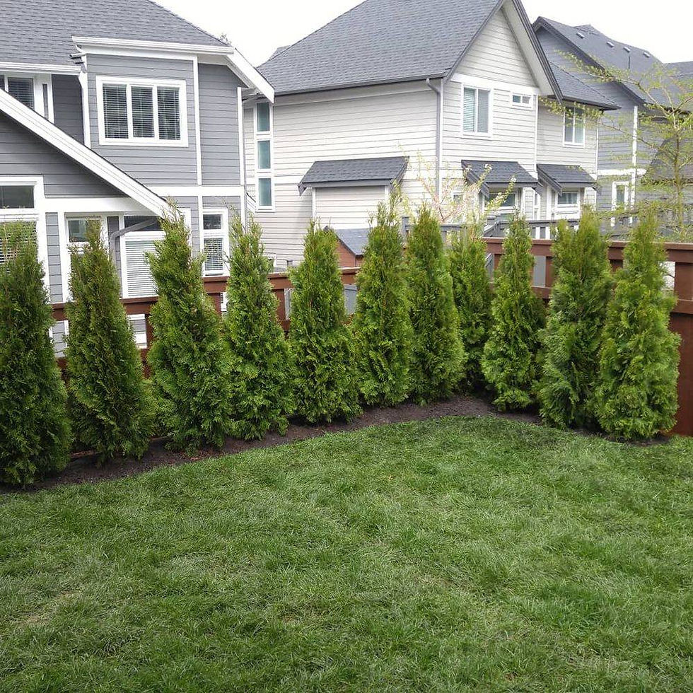 tree installation near me, shrub installation near me, plant installation near me, flower bed installation near me, sod services near me, grass installation, garden services