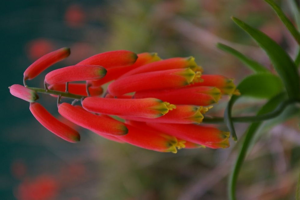 Aloe ciliaris