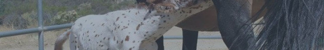 Pyxis as a foal