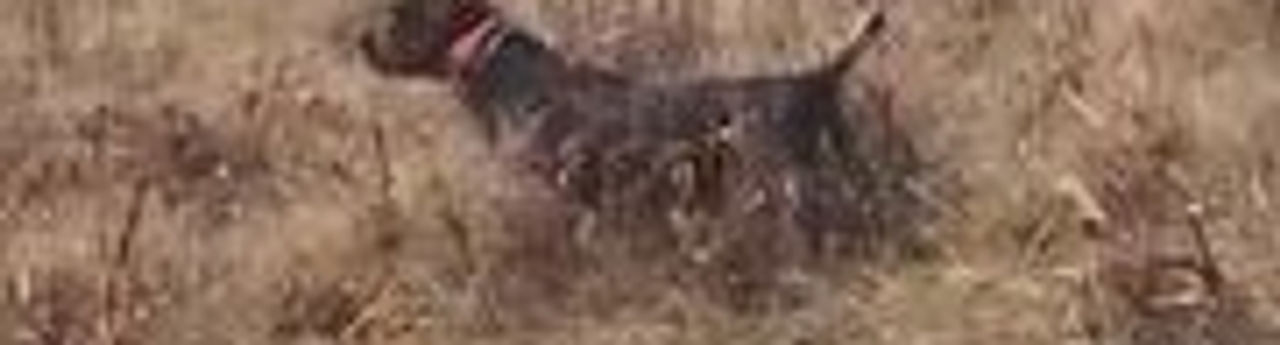 bgImage