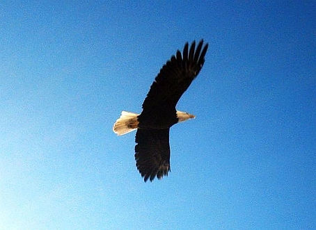 Eagles Flying Overhead at the Seastrand Condos in West Vancouver, Dundarave