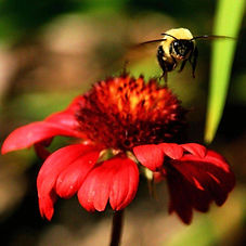 Bumble Bee at Pine Brook, MA