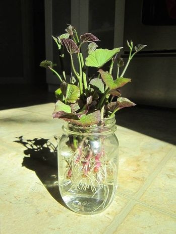 5 Covington Sweet Potato Slips