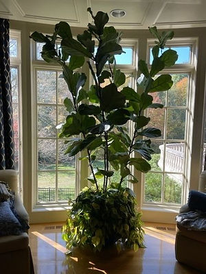 Fiddle Leaf Fig