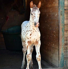 Pyx as a foal