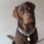 Paws On Pet Sitting, Anthem Arizona