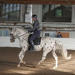 Pyxis dressage