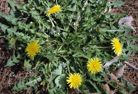 A garden without chemicals