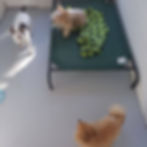 "Little" doggie daycare party