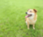 bgImage