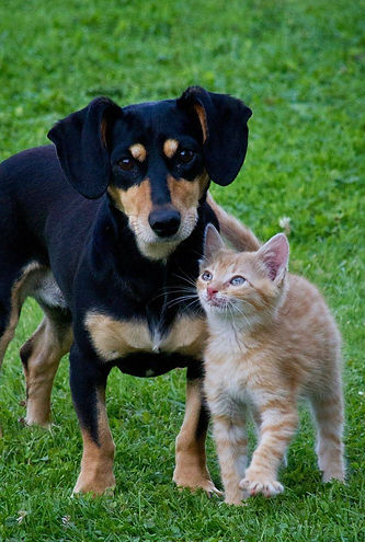 Hund und Katze begegnen sich freundlich
