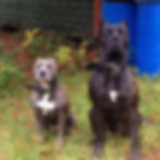 Mako and Kali, Shane's pitbull and Presa Canario