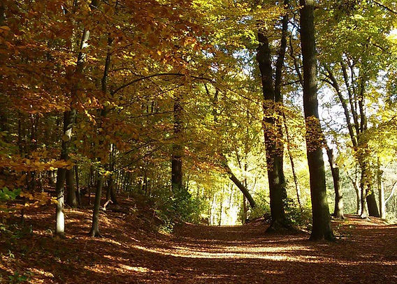 Entspannung in der Natur - Waldbaden in Aachen
