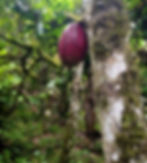 original?tenant=vbu-digital