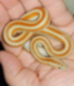 San Felipe Rosy Boa