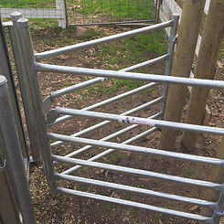 Sheep drafting gates Sugar Gum Farm