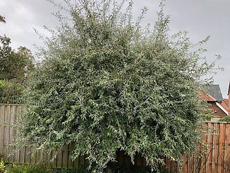 Tree Before Cutting