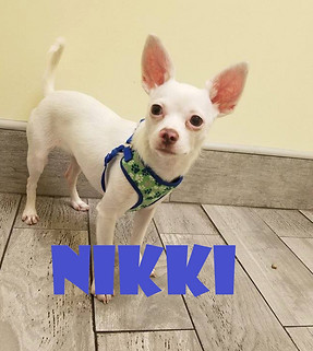 Nikki - white chihuahua dog