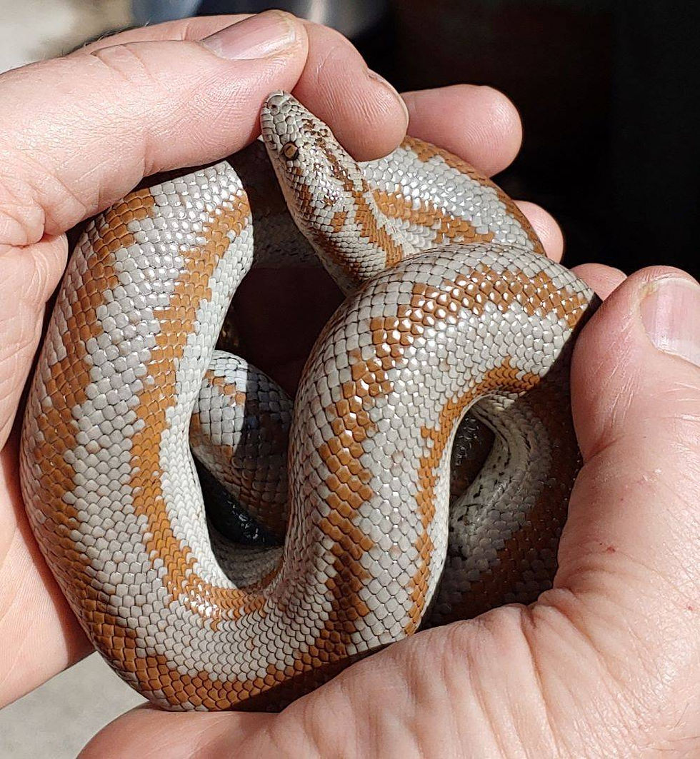 Whitewater Rosy Boa