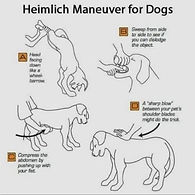 Car Hammock for Dog Car Safety