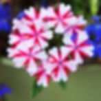 photography, nature, plants, flowers, gardens, summer, beautiful, leaves, nursery