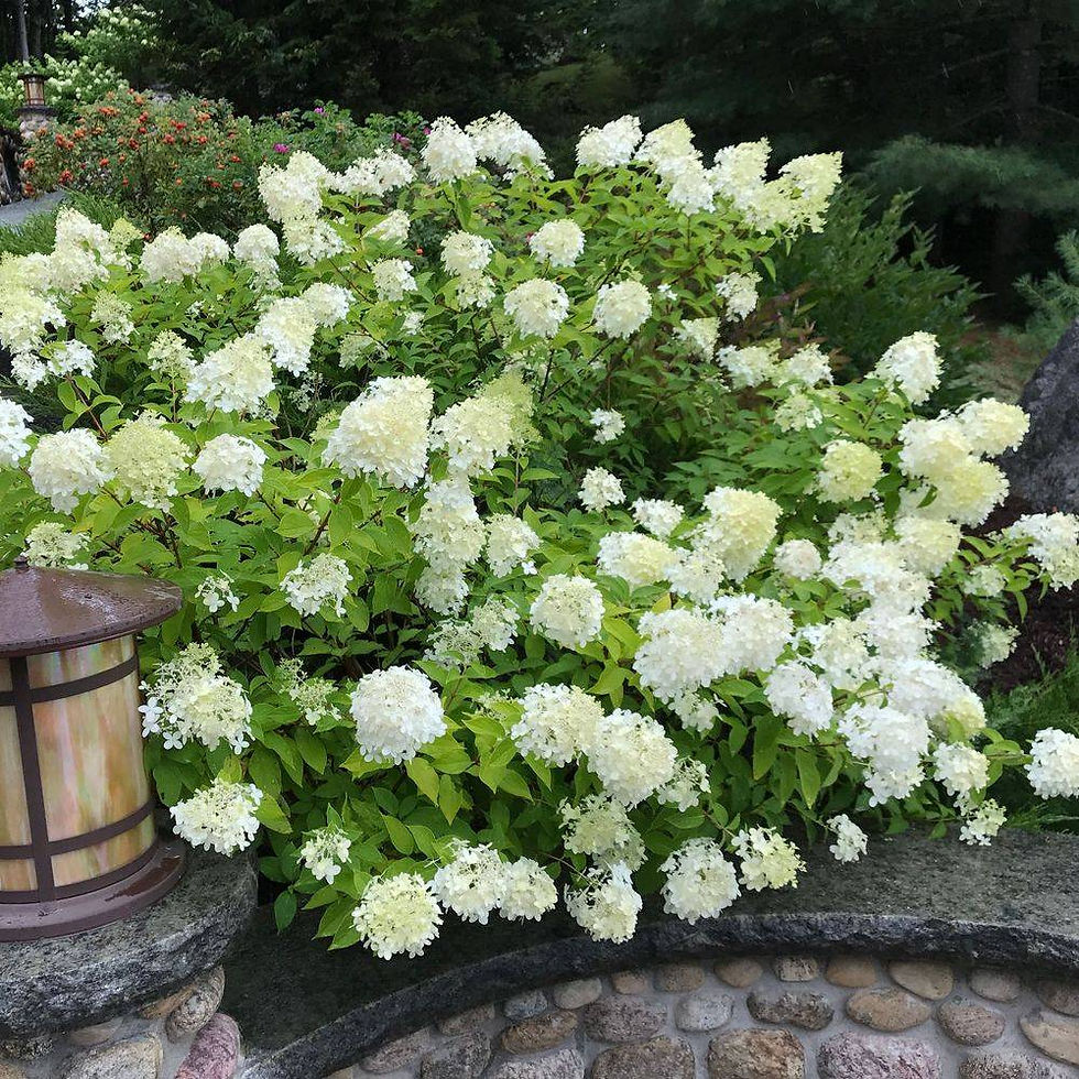 Hydrangea