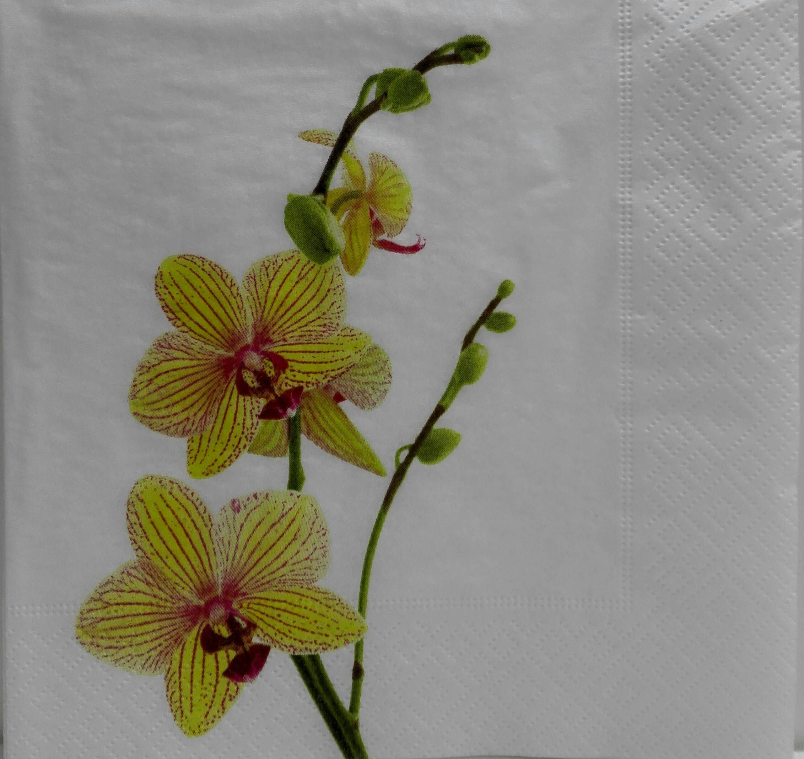 Yellow orchid