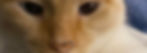 bgImage